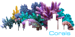 Motor City Corals