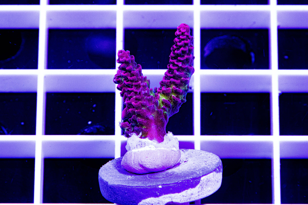 Cornbread, Maleficent acropora Motor City Corals