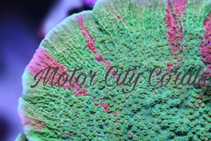 World Wide Corals, Grafted Montipora