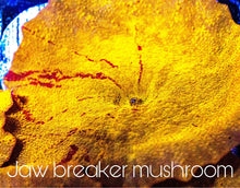 Load image into Gallery viewer, Jawbreaker Mushroom