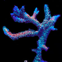 Load image into Gallery viewer, JB&#39;s Copper Flame Acropora