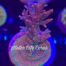 Load image into Gallery viewer, Reef Raft Taiwan Millepora