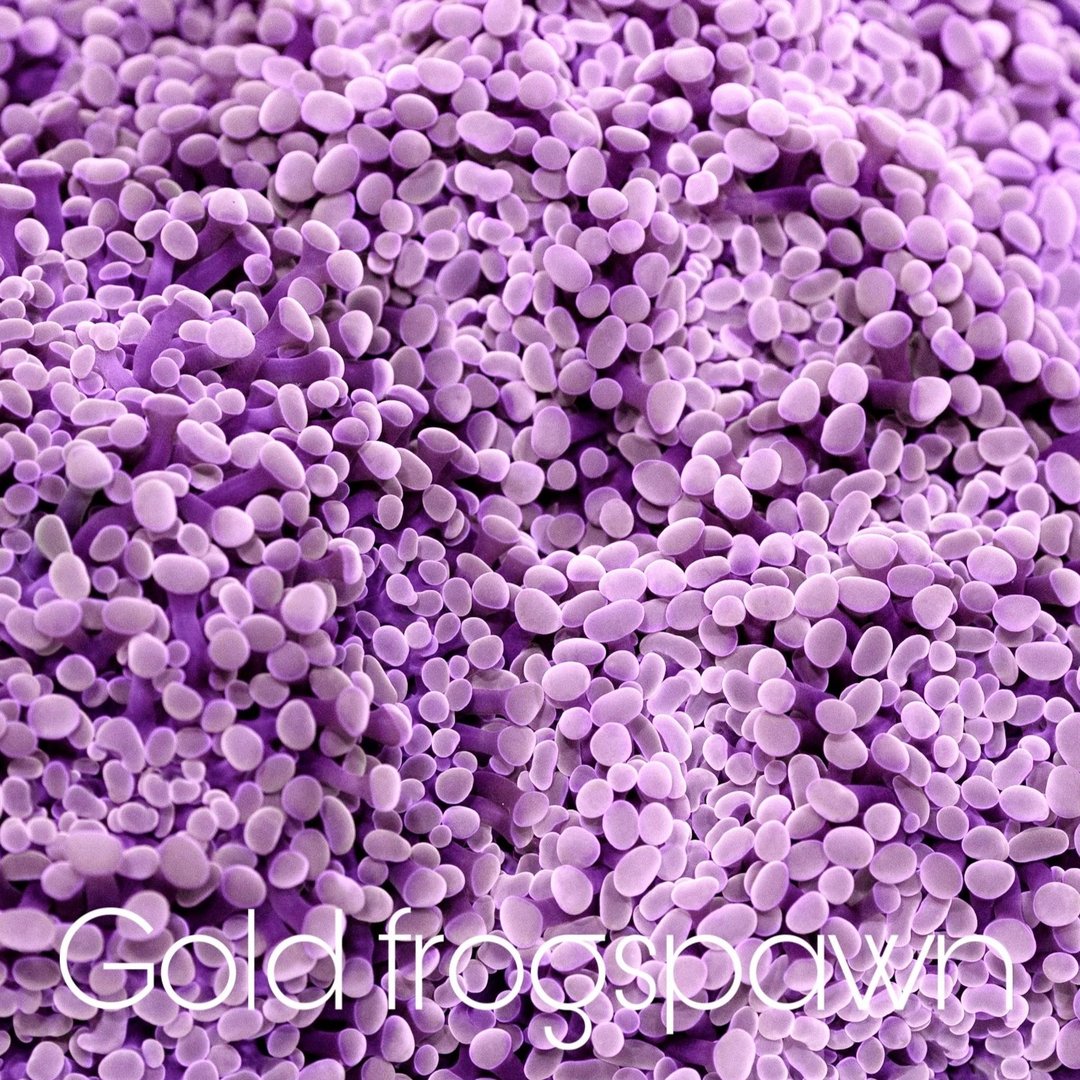 Frogspawn – Motor City Corals