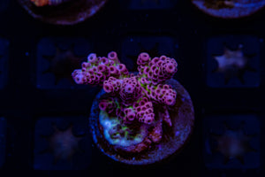 MotorCityCorals, Cherry blast acropora