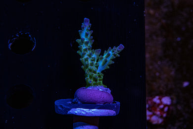 Cherry Corals , Ice man Acropora