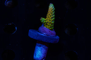 Reef Raft , Rainbow Splice