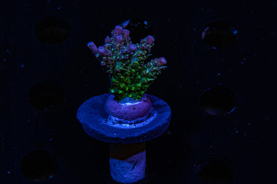 Two Guys Coral, Stary night Acropora