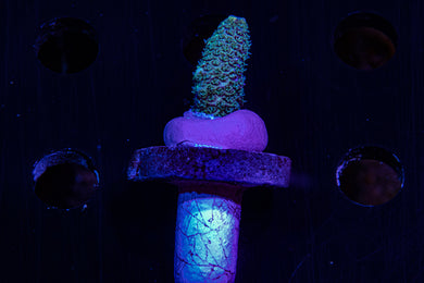 Palmers blue Millipora