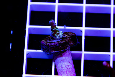 Prom Queen, Small frag