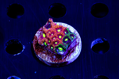 Cherry corals grafted Pasimacora
