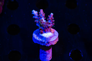 Cherry Corals , Voodo magic