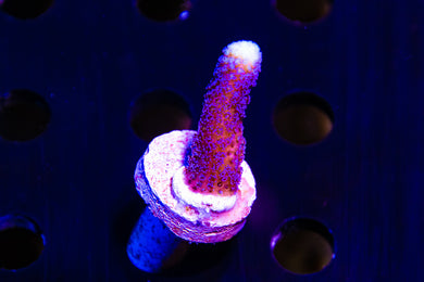 Purple Stylopora