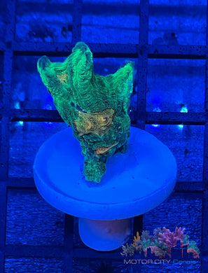 Space Invader Pectina