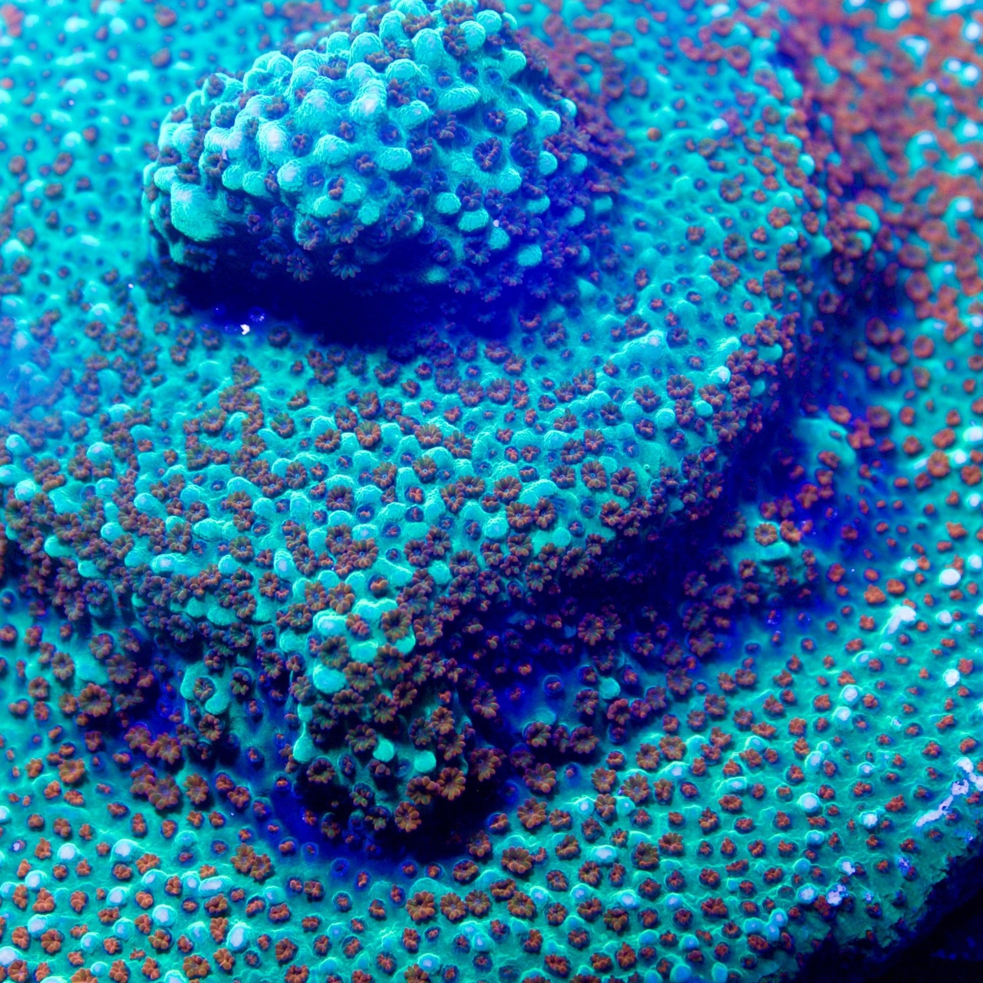 Jason Fox, Aquaman Montipora – Motor City Corals