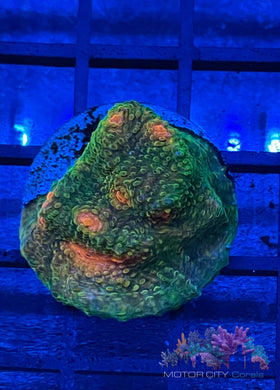 OG Mummy Eye Challice