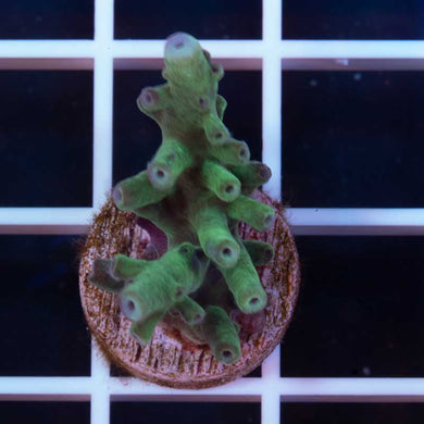 RMF Blue Bottle Brush