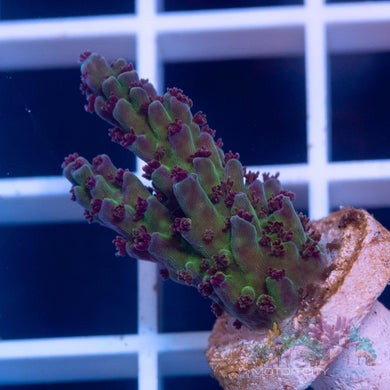 Sanjay Grape Concord