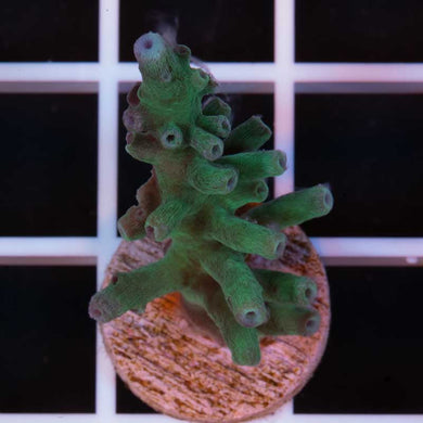 RMF Blue Bottle Brush