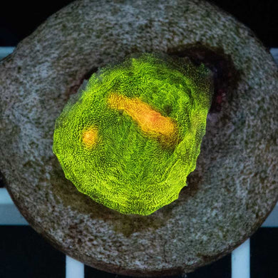 Space Invader Chalice