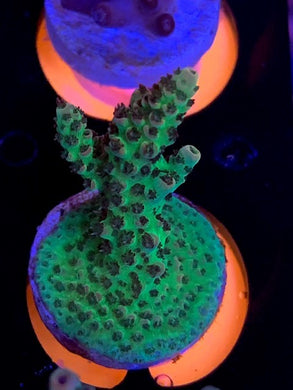 Reef Raft, Fruitopia