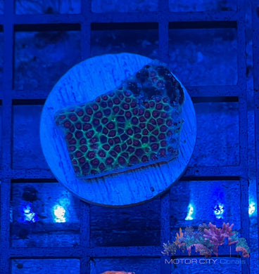 Tyree Sand Dollar Monti #2