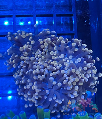 MCC Orange Branching Frogspawn
