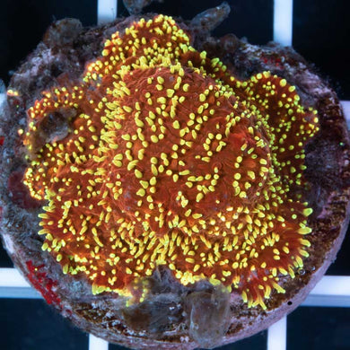 JF Freak Hair Povona