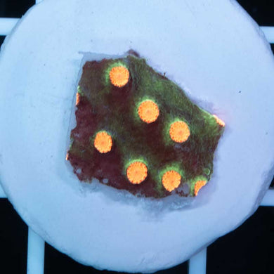 MCC Metorshower Cyphastrea