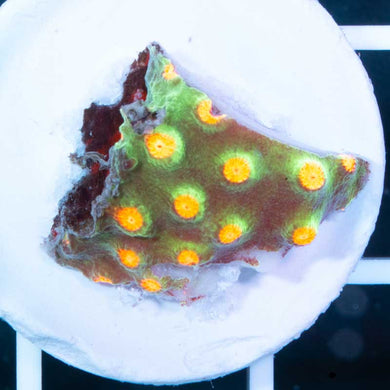 MCC Metorshower Cyphastrea