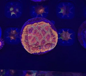 Chery Corals , Darth Maul favia