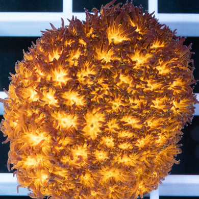 John Deer Leptastrea