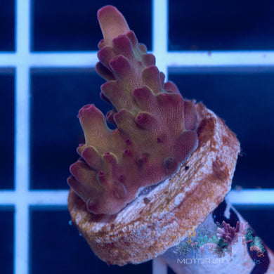 RRC Rainbow Twizzler