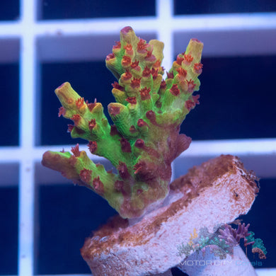 Strawberry Shortcake OG