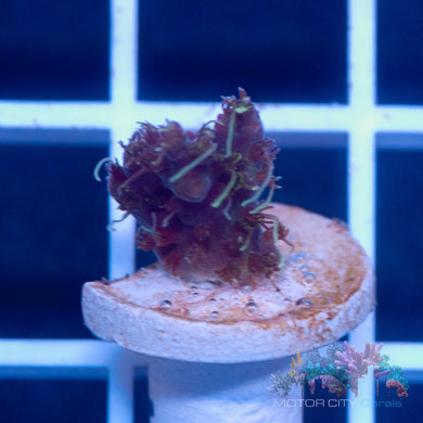 TCK Rainbow Explosion #2