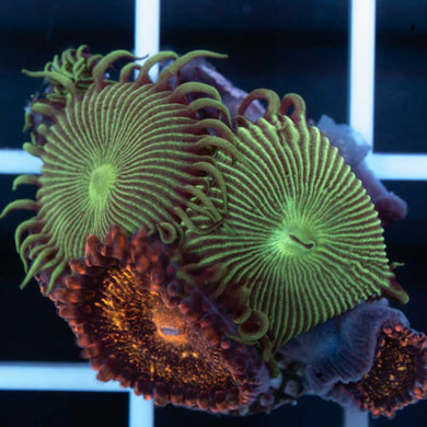 Mystery zoa