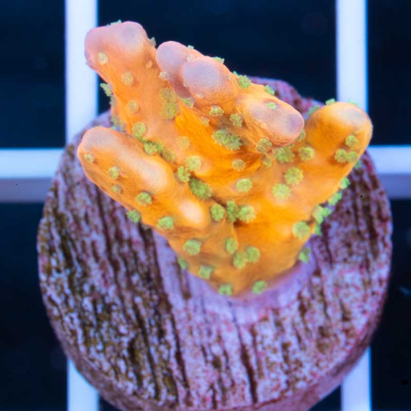 RR Tropicana Anacropora (rare)