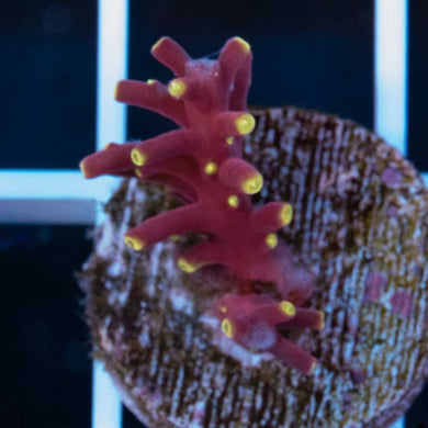 WWC Little Red Farari