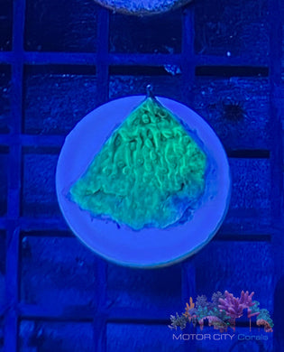 JF Cold Fusion Cap #4