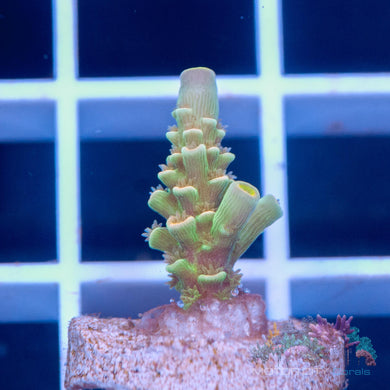 RR Ultimate Orange Passion