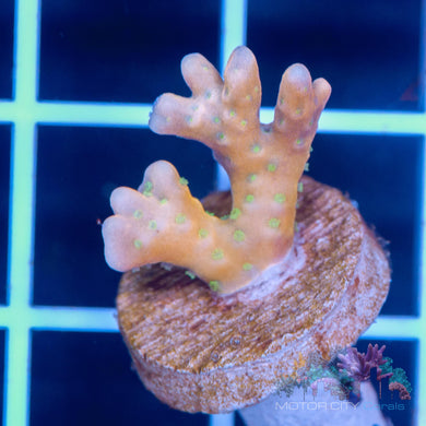 RR Tropicana Anacropora