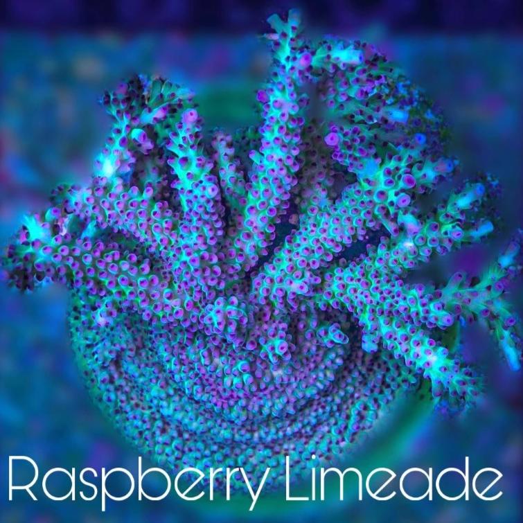 Raspberry Limeaide Acropora