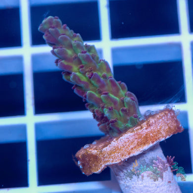 Sanjay Grape Concord #2