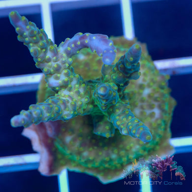 ORA Tri-color Validia #5