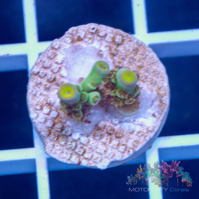 RR Ultimate Orange Passion