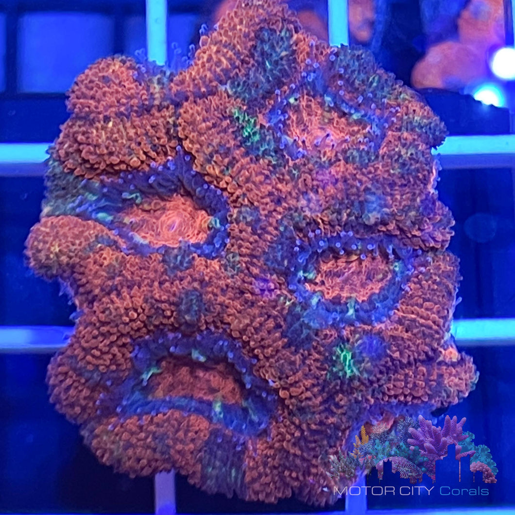 Speckled XL Acan