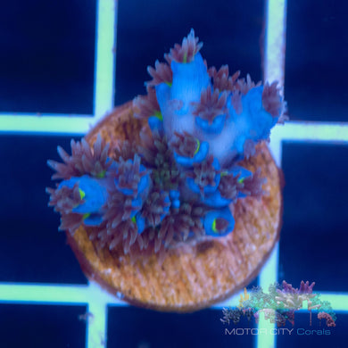 Tyree Superman Tenuis #3