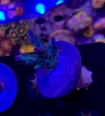 MotorCityCorals, Crayola Acropora