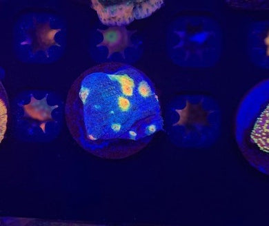 Miami Hurricane Chalace