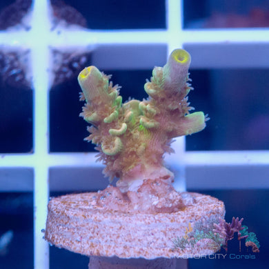 RR Ultimate Orange Passion #2