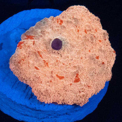 Jaw Breaker (Nickle+ sized)